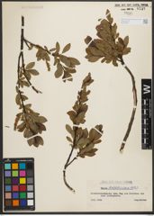 Foto von Salix waldsteiniana Willd.